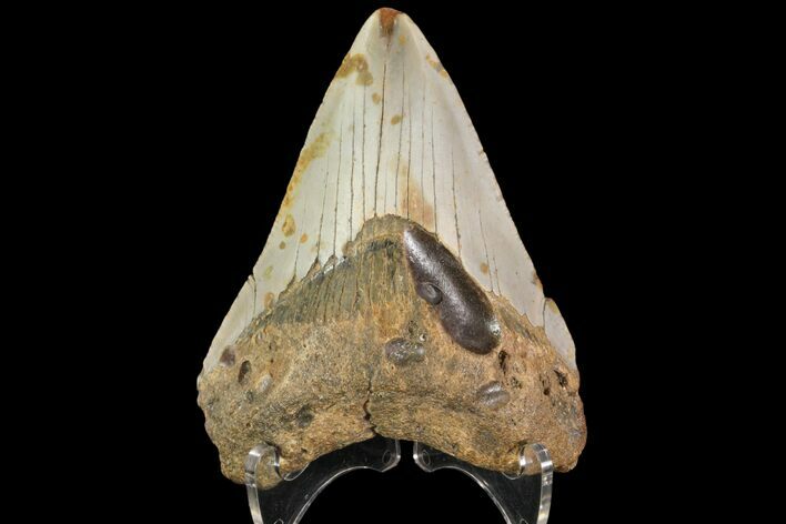 Bargain, Megalodon Tooth - North Carolina #83899